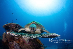 Beautiful green sea turtle by Kai Steinbeck 